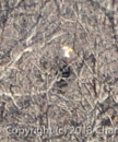 Eagle Watch
